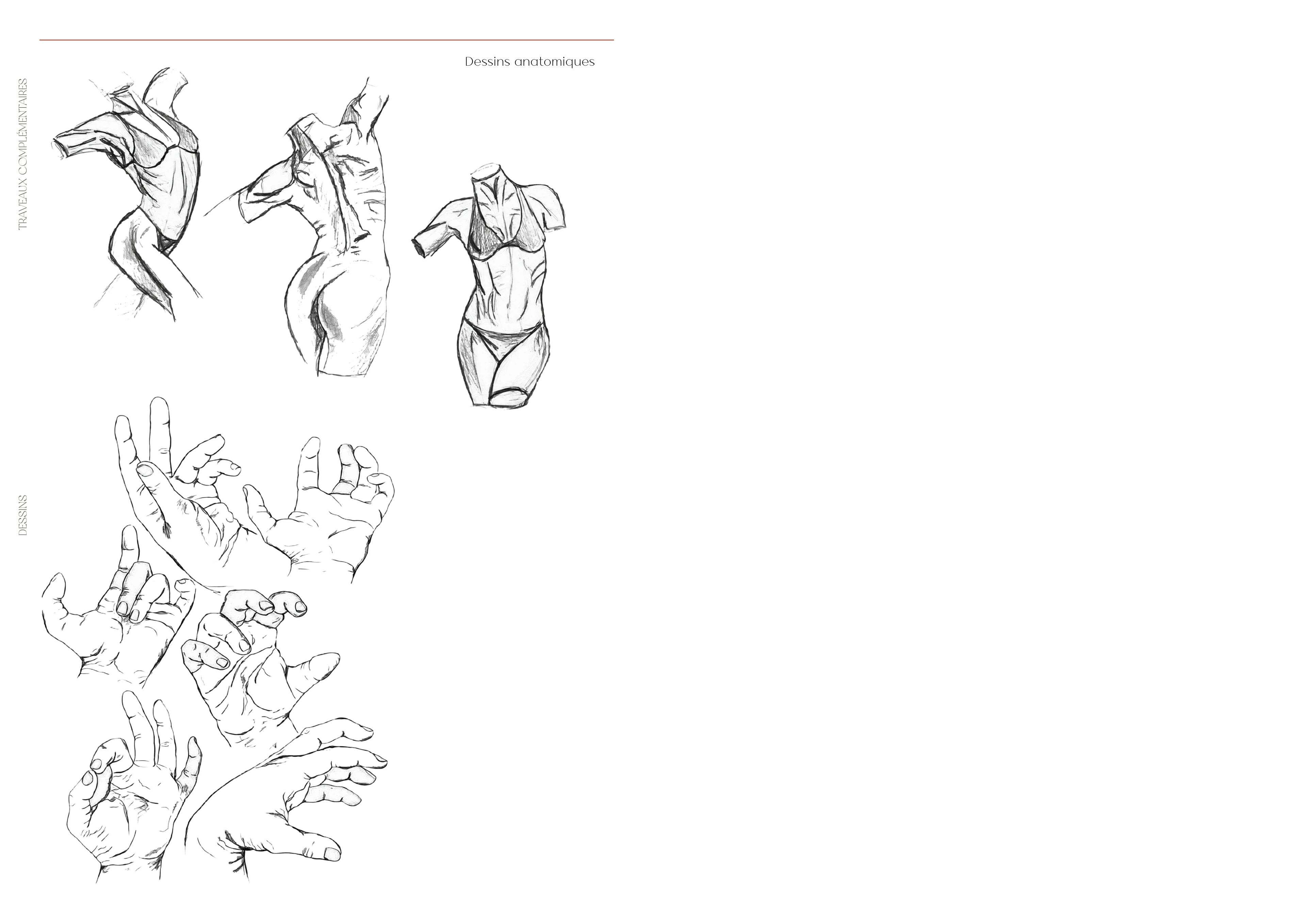 Drawings - Anatomical studies, portfolio board